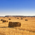 Hay baling QLD